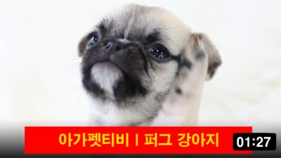 퍼그 강아지 선공개영상!강아지분양,고양이분양