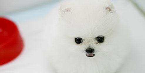 포메라이언 [Pomeranian]강아지분양,고양이분양