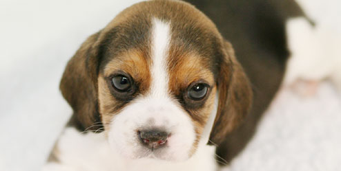 비글 [Beagle]강아지분양,고양이분양