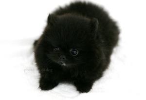 포메라니안(black)강아지분양,고양이분양